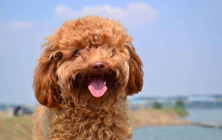 一、泰迪犬的挑选与购买