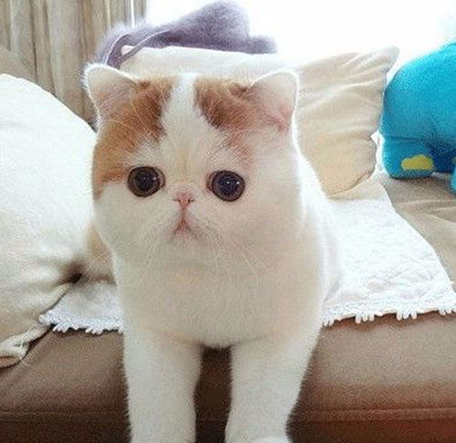一、加菲猫图片的吸引力