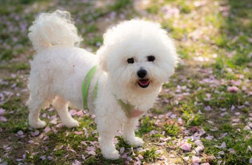 一、比熊犬美容基础技巧