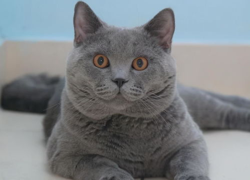 一、蓝猫的品种特点