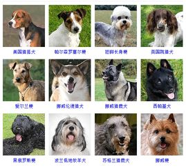 一、小型犬品种