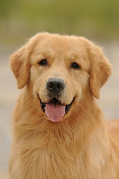 一、金毛犬的起源与特点