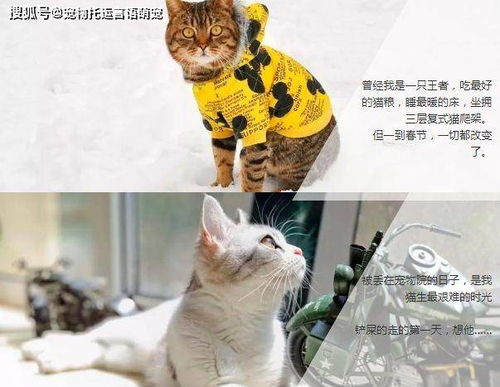 一、了解宠物火车托运的基本规定