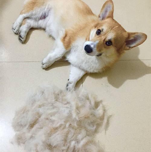 一、选择低掉毛犬种