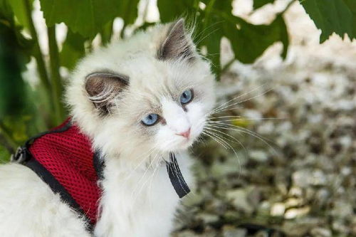 一、猫咪的多样品种