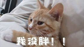 一、主要宠物市场介绍