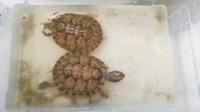 一、鳄龟苗的基本特征与生活习性
