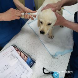 一、宠物内窥镜检查的必要性