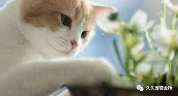 一、了解宠物猫犯错的原因