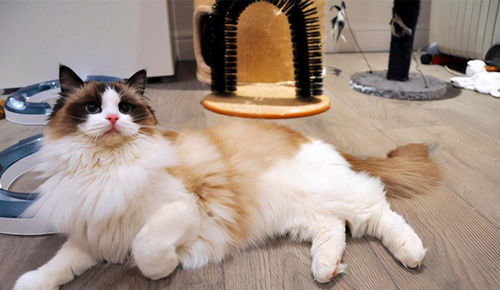 一、宠物猫的饲养环境布置