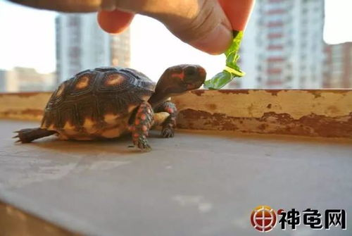 一、小型宠物陆龟的饲养环境