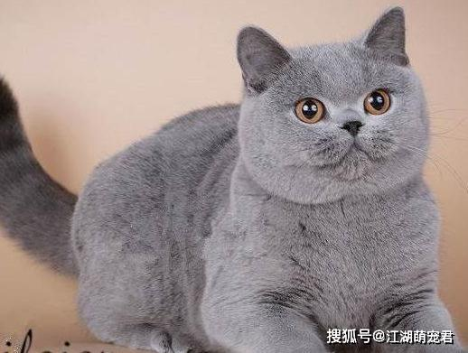 一、宠物猫皮肤病的常见成因