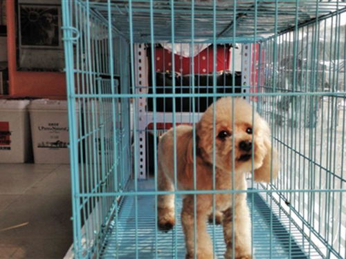 一、沈阳宠物寄养价格影响因素