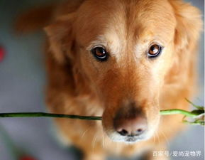 一、了解宠物狗市场现状