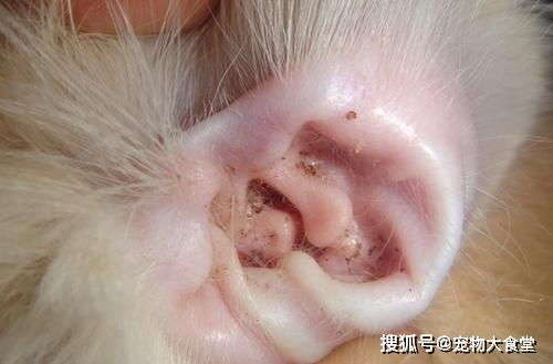 一、了解耳螨及其对宠物的影响