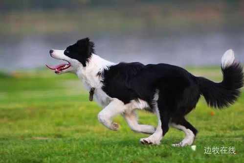一、了解边境牧羊犬的品种特性