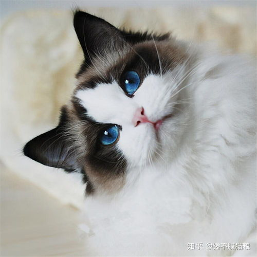 一、安徽地区宠物猫的常见品种