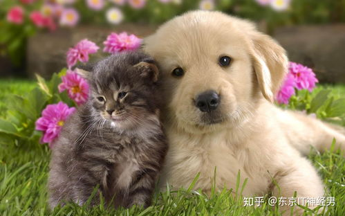 一、宠物犬类价格分析