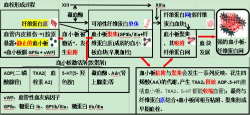 一、宠物护心丸的作用与原理