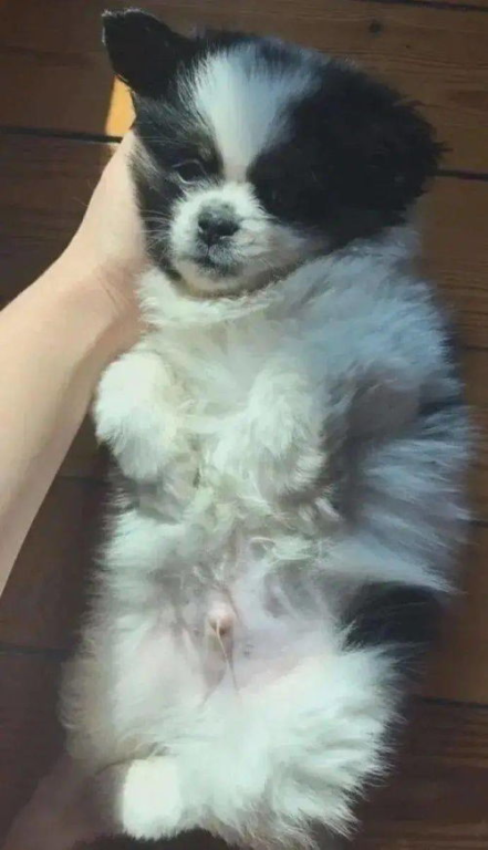 一、宠物狗长瘤的原因