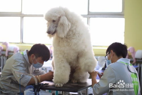 一、宠物美容师国家认可的重要性