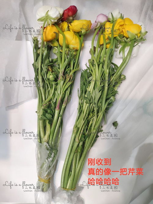 合肥鲜花空运概述