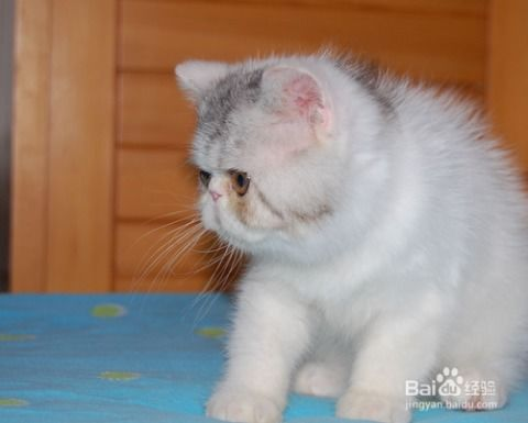 一、宠物猫飞机托运死亡率现状