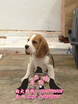 一、微信群宠物犬买卖的优势