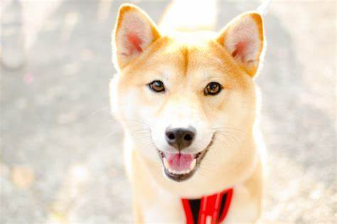 一、如何确认宠物狗已经离世