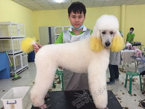 一、昆明宠物美容学校概览