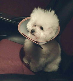 一、成都宠物狗寄养的优势