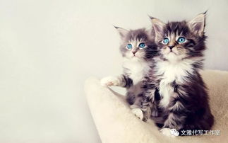 一、了解猫咪的品种特点