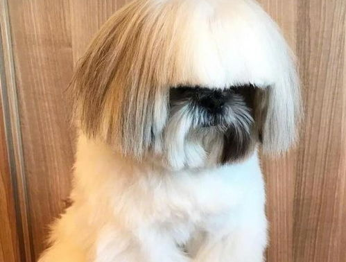 一、西施犬的起源与特点