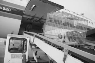 一、成都航空精密仪器托运行业现状