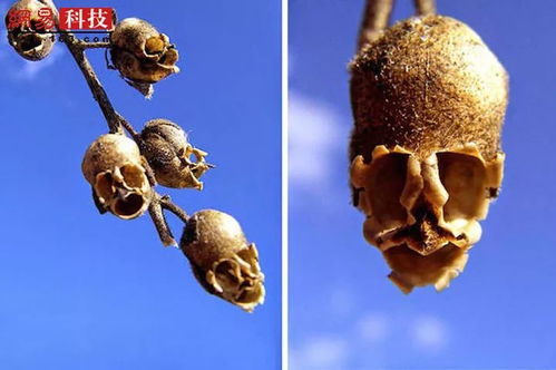 千奇百怪：探索世界中的奇特现象与背后的秘密