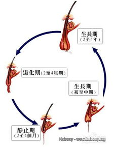 白发苍苍,岁月印记-生命智慧的象征解析