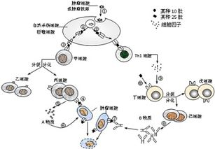 老而不死：人类长寿现象的多维解析