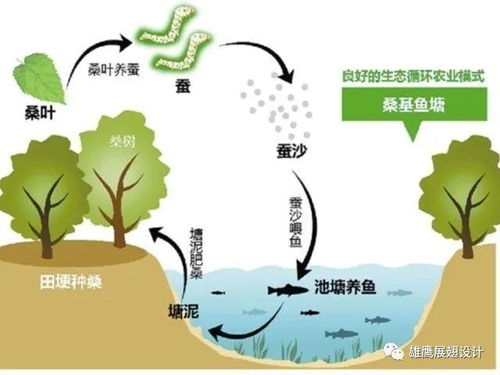 老蚕作茧,生命智慧与人生启示-深度解析