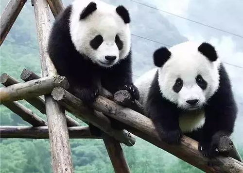 熊猫体育直播app下载,熊猫体育app安装入口