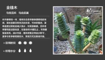 足球混合过关计算的基本概念