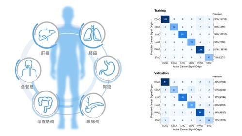 历史溯源:号码体系的战术基因