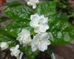 蓝色茉莉种植技巧与养护要点解析
