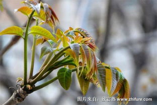 香椿种植技巧与烹饪方法-营养与市场前景解析