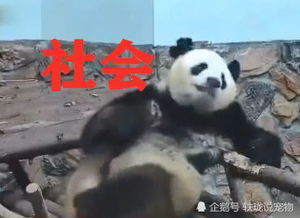 《胖达直播间》：当熊猫主播遇上人间烟火，这部治愈系喜剧为何让人笑着流泪