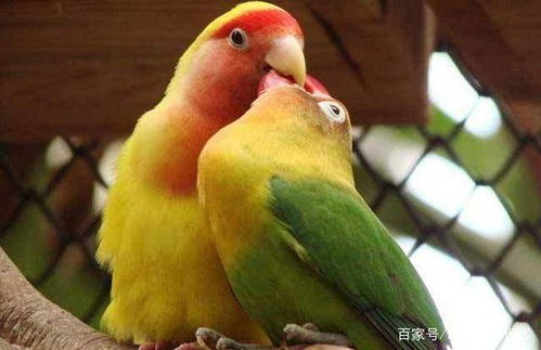 《鹦鹉老妈》：当亲情遇上荒诞喜剧，谁才是真正的"话痨王"？