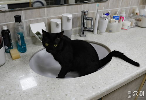 《今天也很可爱的猫》：治愈系日剧如何用猫咪温暖你的心？