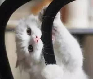 一只功能失调的猫：是治愈系还是致郁系？