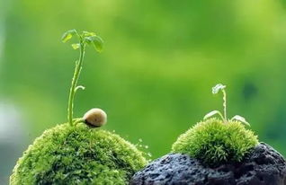 《三尖树时代》：科幻惊悚片中的植物末日启示录？