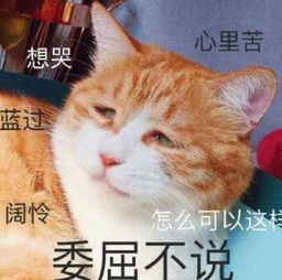 《喵能战士》：当猫咪变身超级英雄，谁能抵挡它们的萌力攻击？