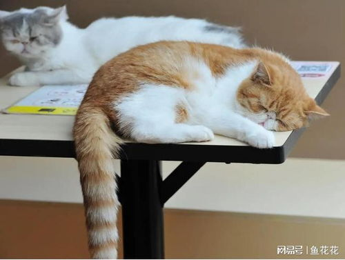 《夏目友人帐：猫咪老师首次变身使者》